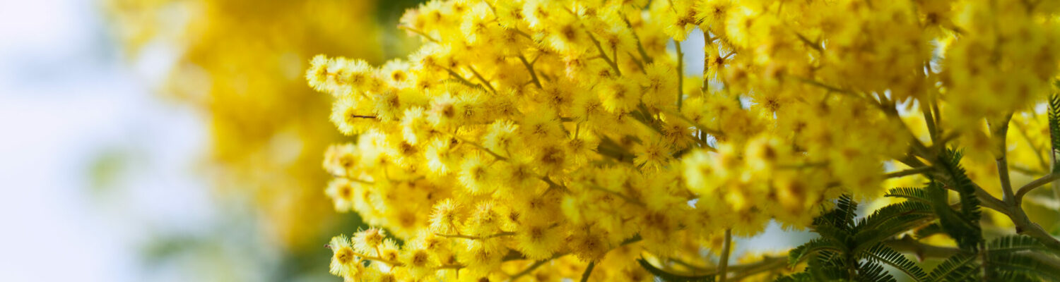 photo of yellow Acacia  branches against sky
